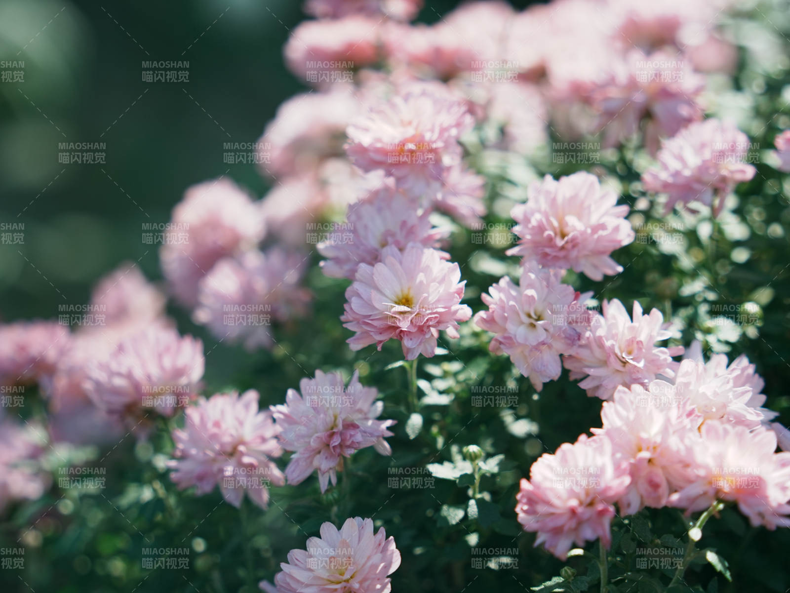 粉色菊花綻放的美麗瞬間
