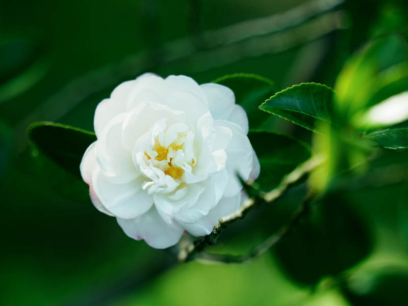 白花綠葉 清新自然