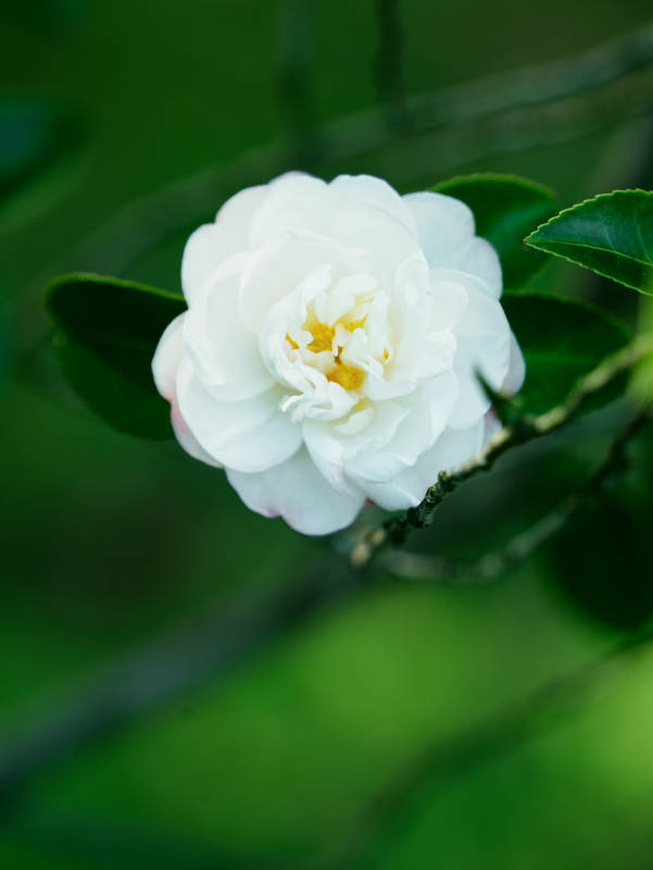 潔白山茶花綻放枝頭