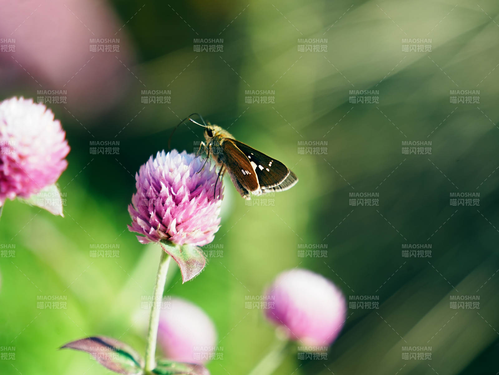 蝴蝶停駐粉花間
