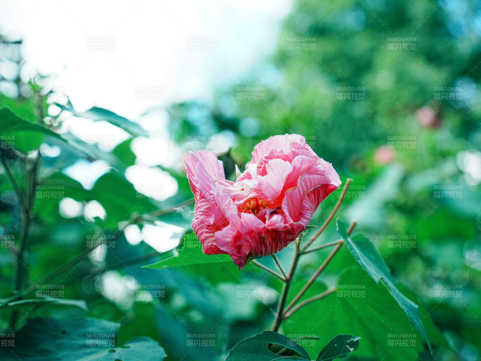 粉紅花朵在綠葉中綻放