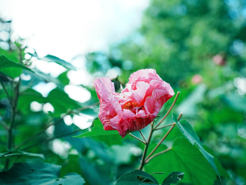 粉紅花朵在綠葉中綻放