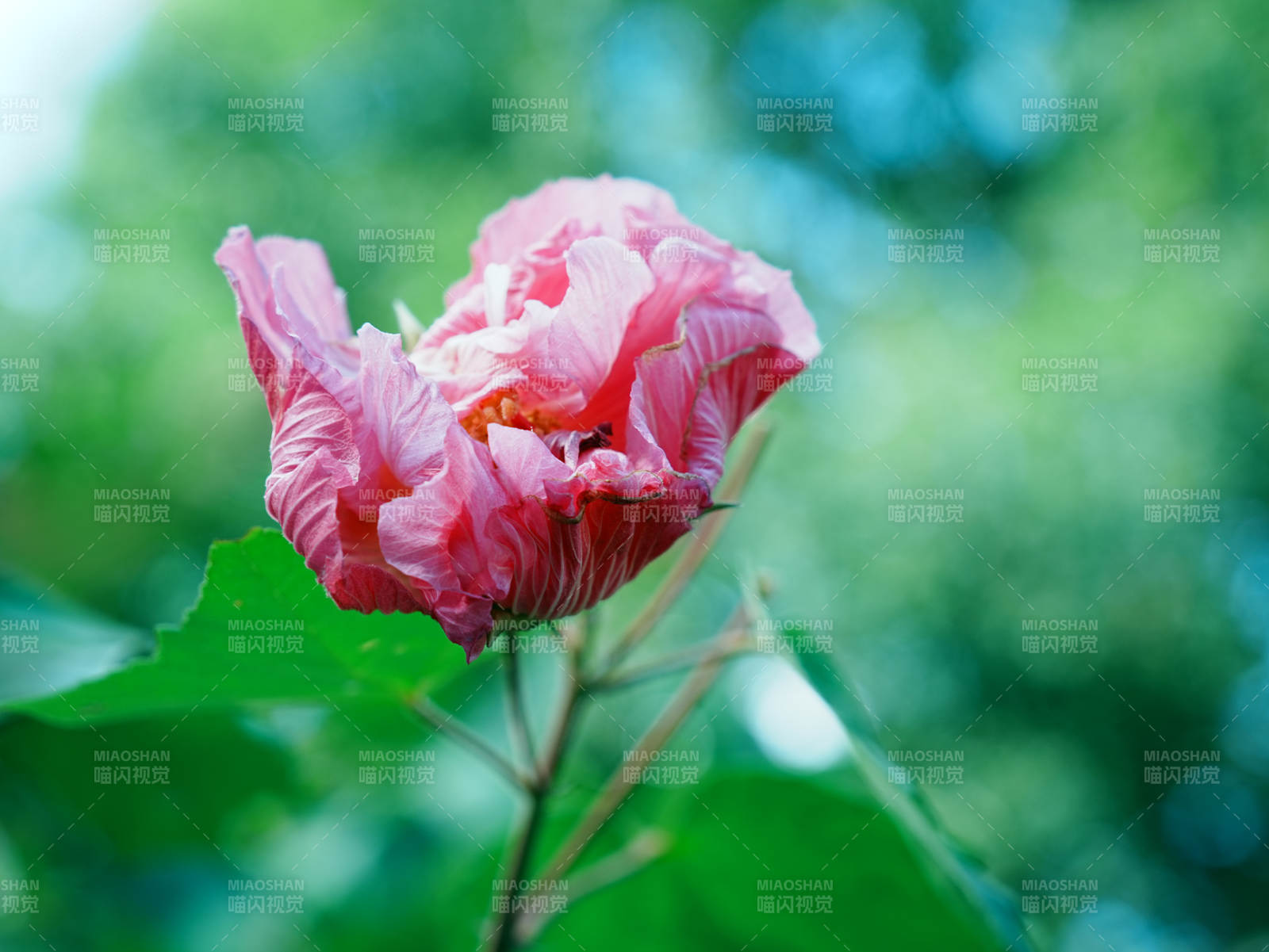 粉色芙蓉花綻放綠意中