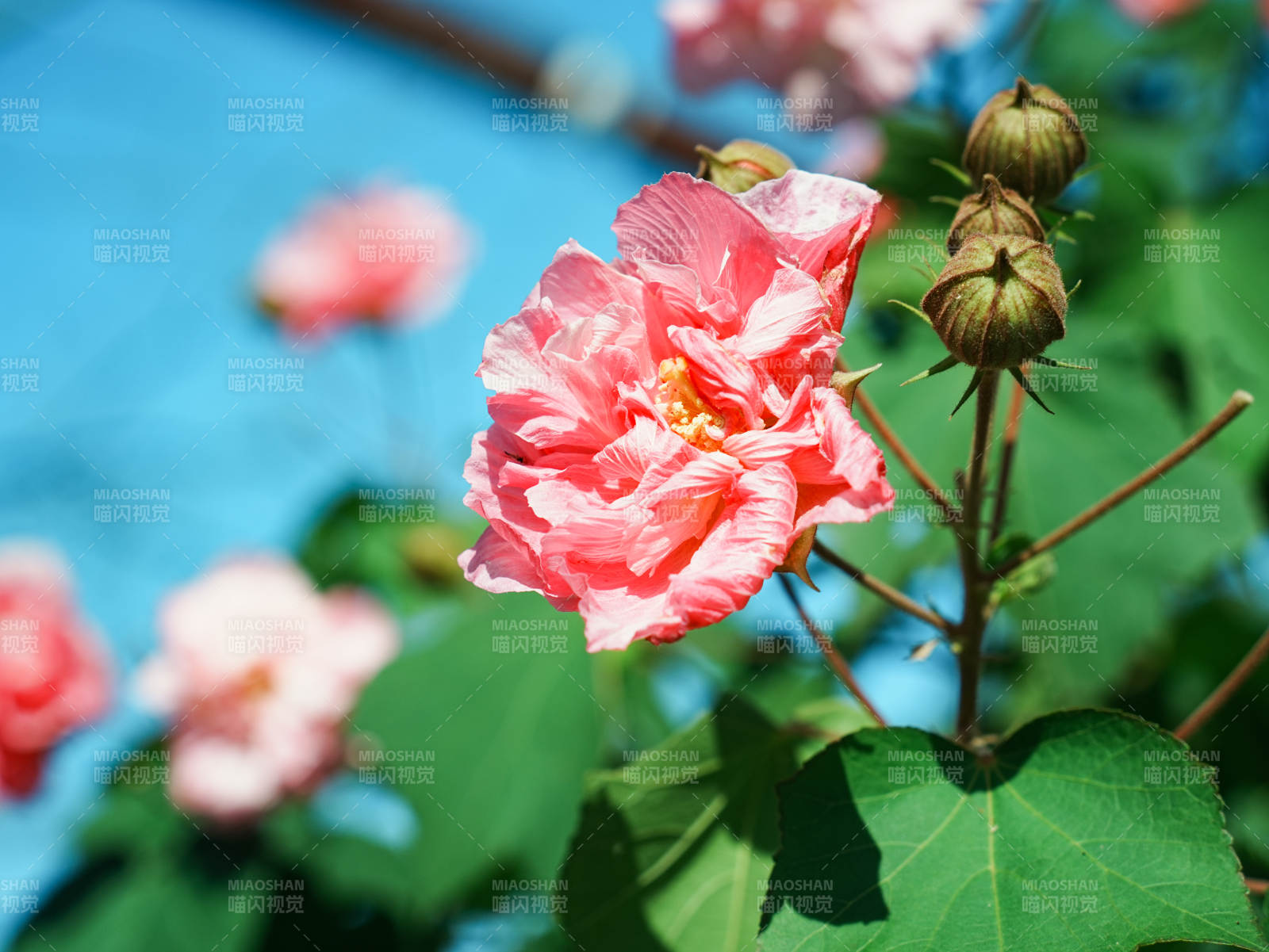 粉色芙蓉花綻放枝頭