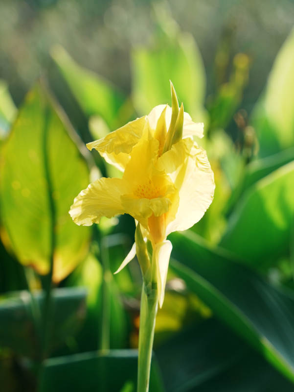 陽(yáng)光下的黃色美人蕉花