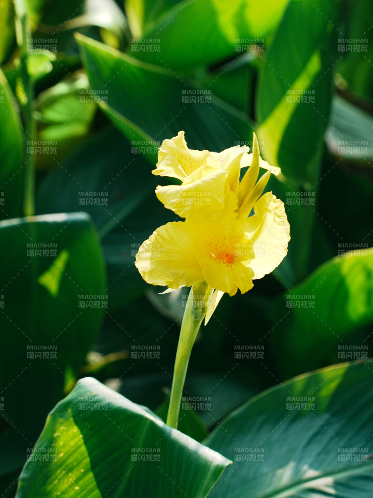 陽光下的黃色美人蕉花