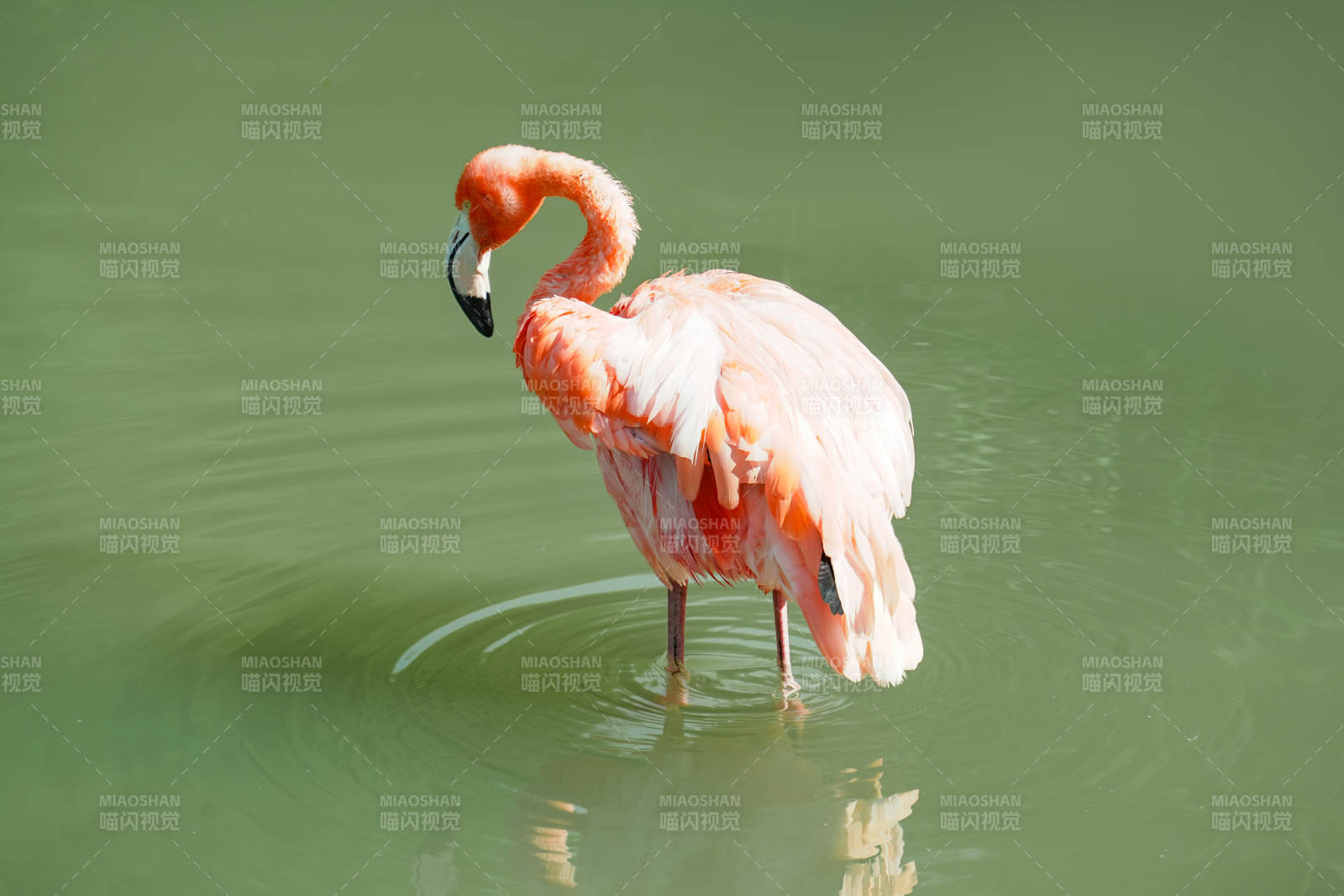 粉紅火烈鳥水中漫步