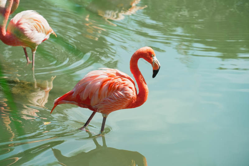 粉紅火烈鳥水中漫步