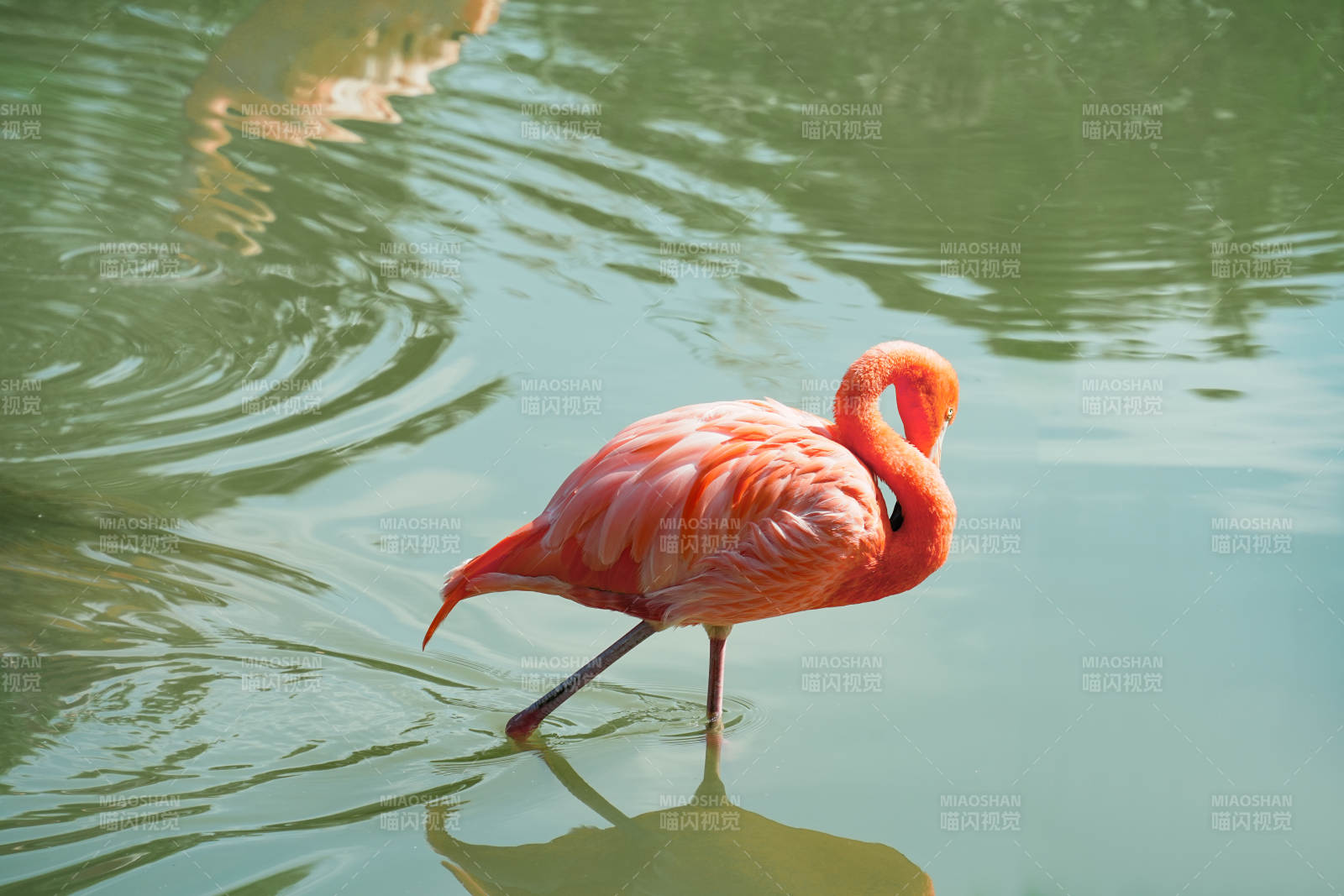 粉紅火烈鳥水中覓食