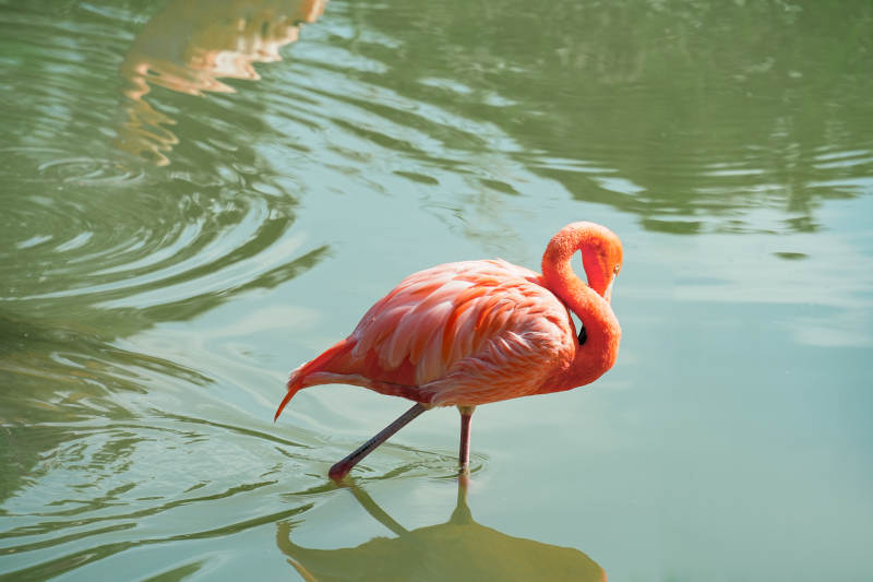 粉紅火烈鳥水中覓食