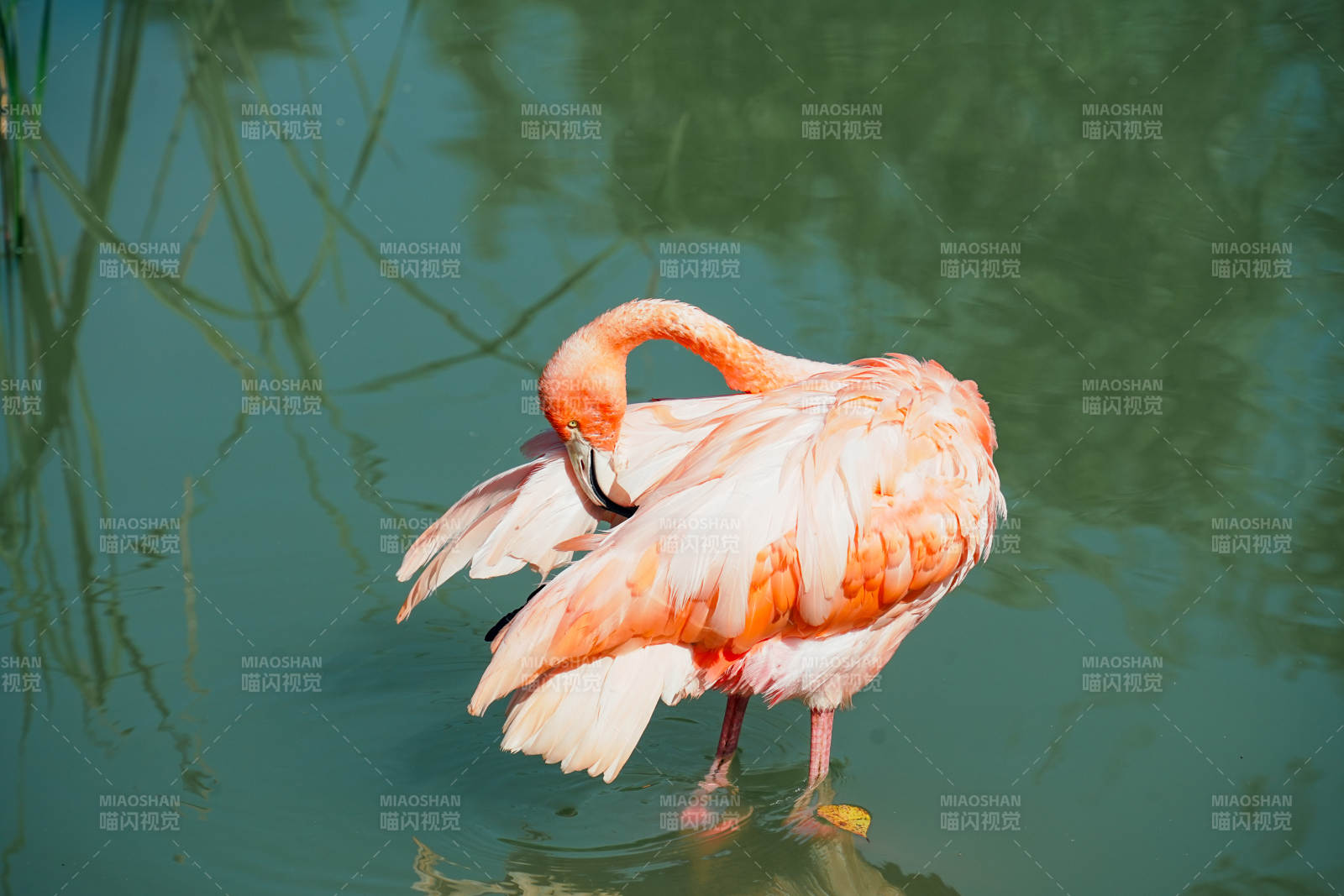 粉紅火烈鳥水中梳羽