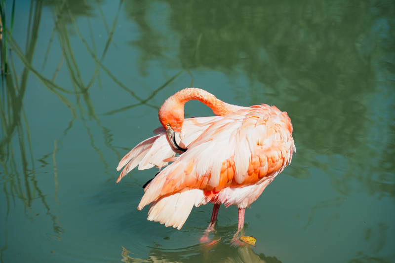 粉紅火烈鳥水中梳羽