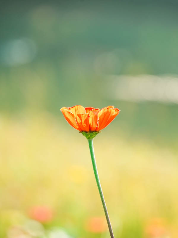 橙色花朵在綠野中綻放