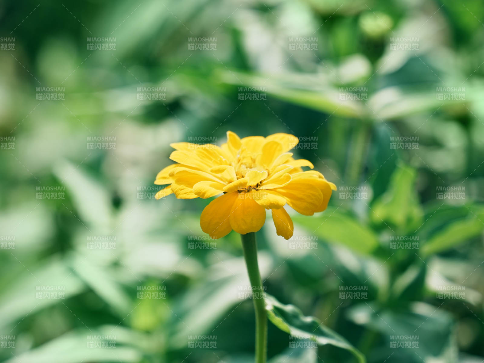夏日黃花 綠葉相伴