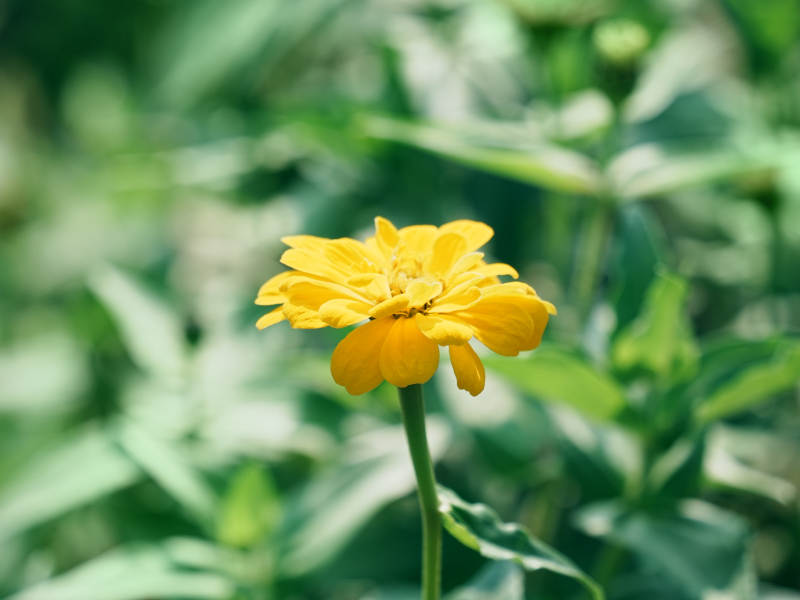 夏日黃花 綠葉相伴