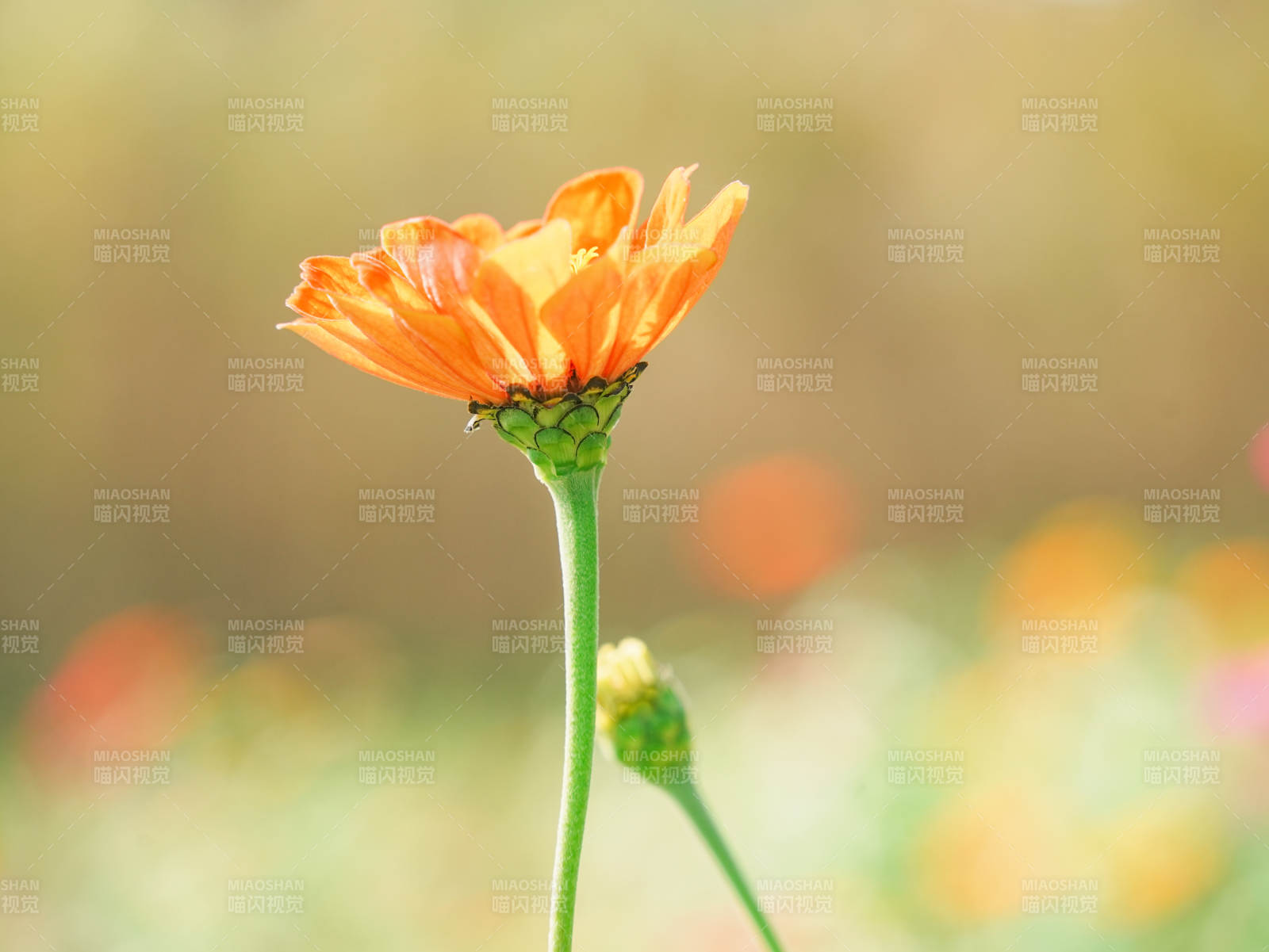 橙色小花在陽(yáng)光下綻放