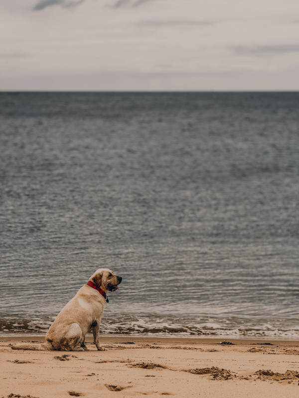 海邊獨坐的狗狗
