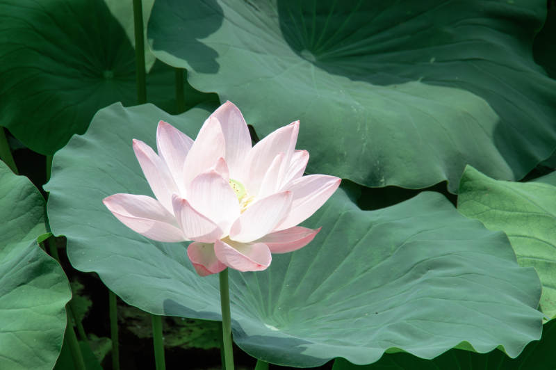 池塘中的粉色蓮花