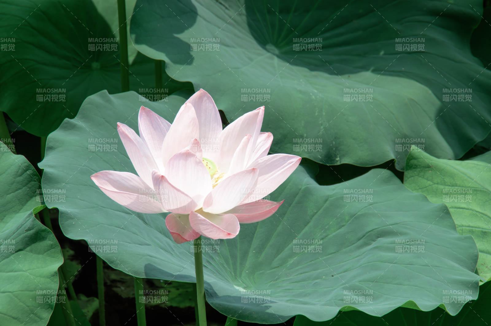 池塘中的粉色蓮花