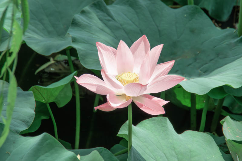池塘中的粉色蓮花