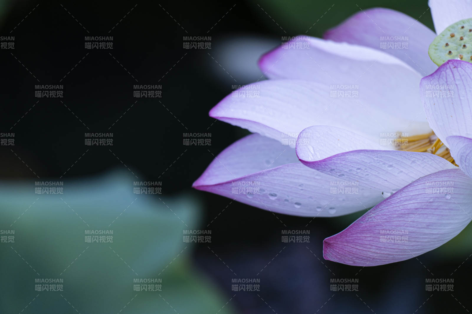 雨后荷花 清新淡雅