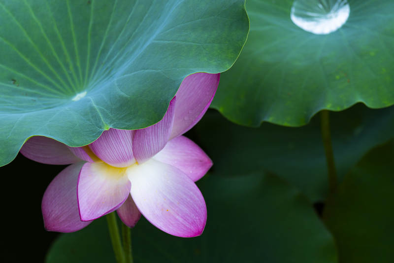 蓮花綻放 綠葉相伴