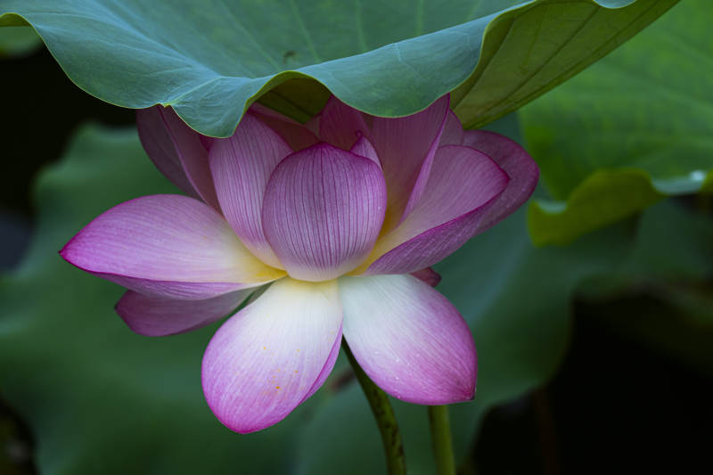 蓮花綻放 清新雅致