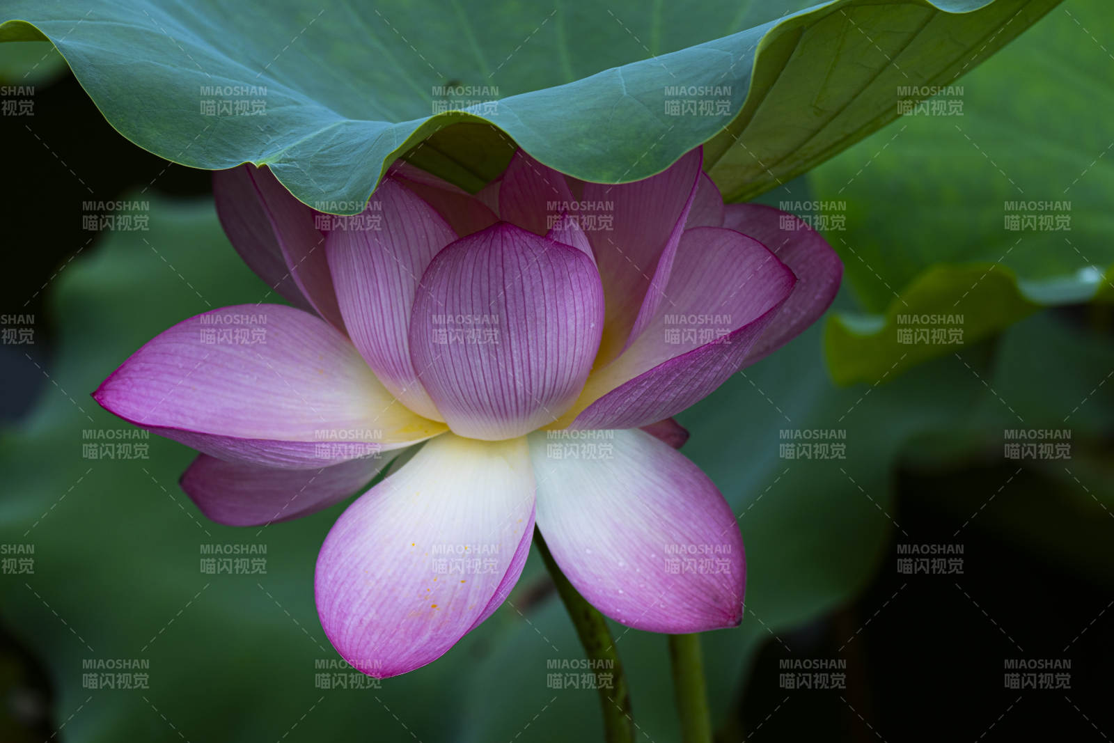 蓮花綻放 清新雅致