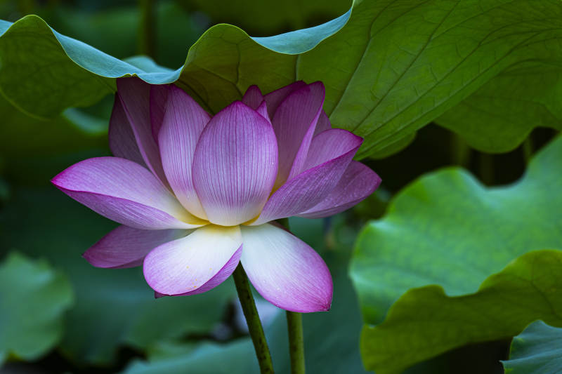蓮花綻放 綠葉相伴