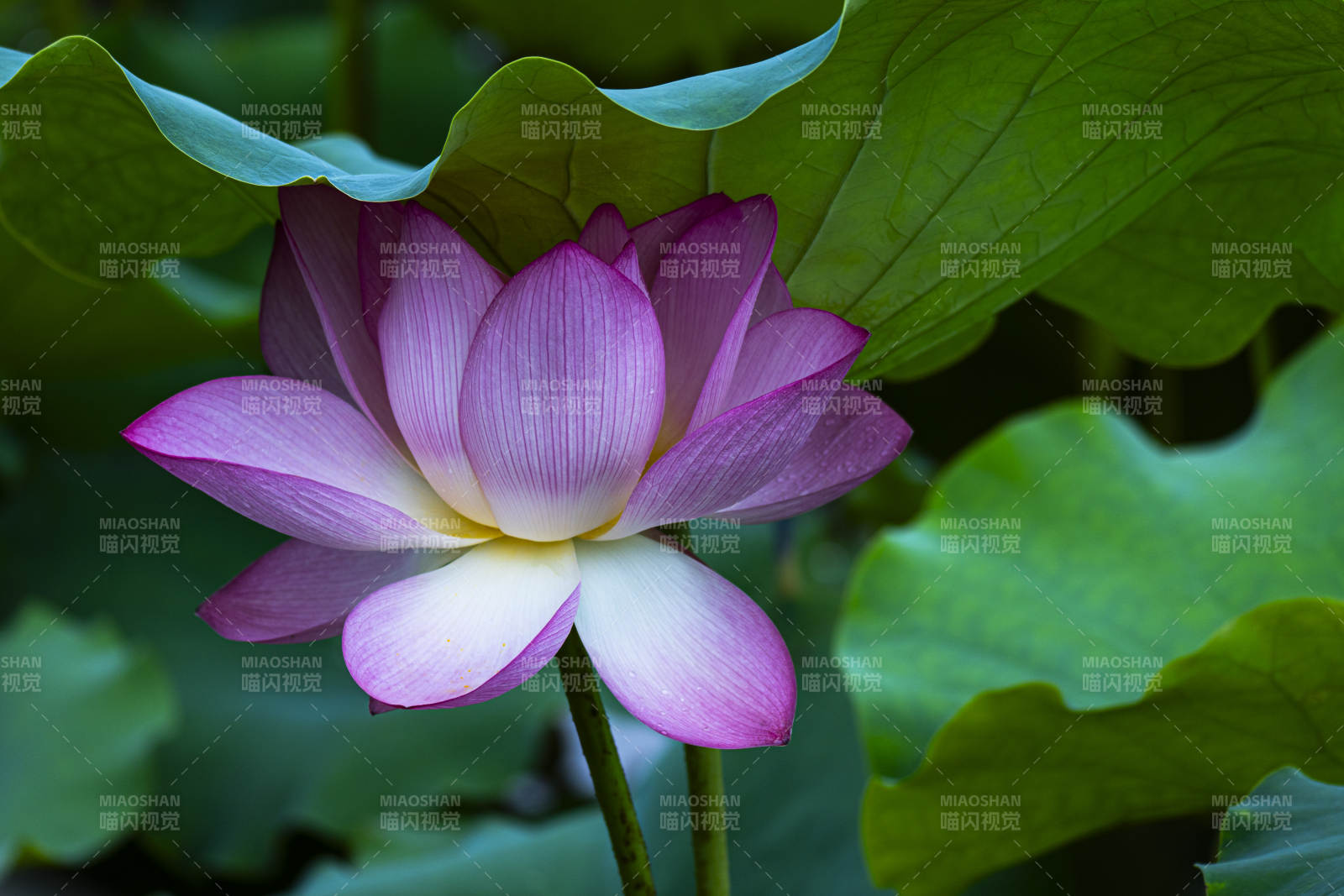 蓮花綻放 綠葉相伴