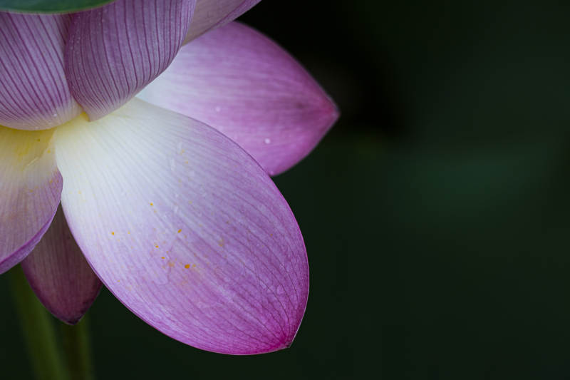粉色蓮花的優(yōu)雅綻放
