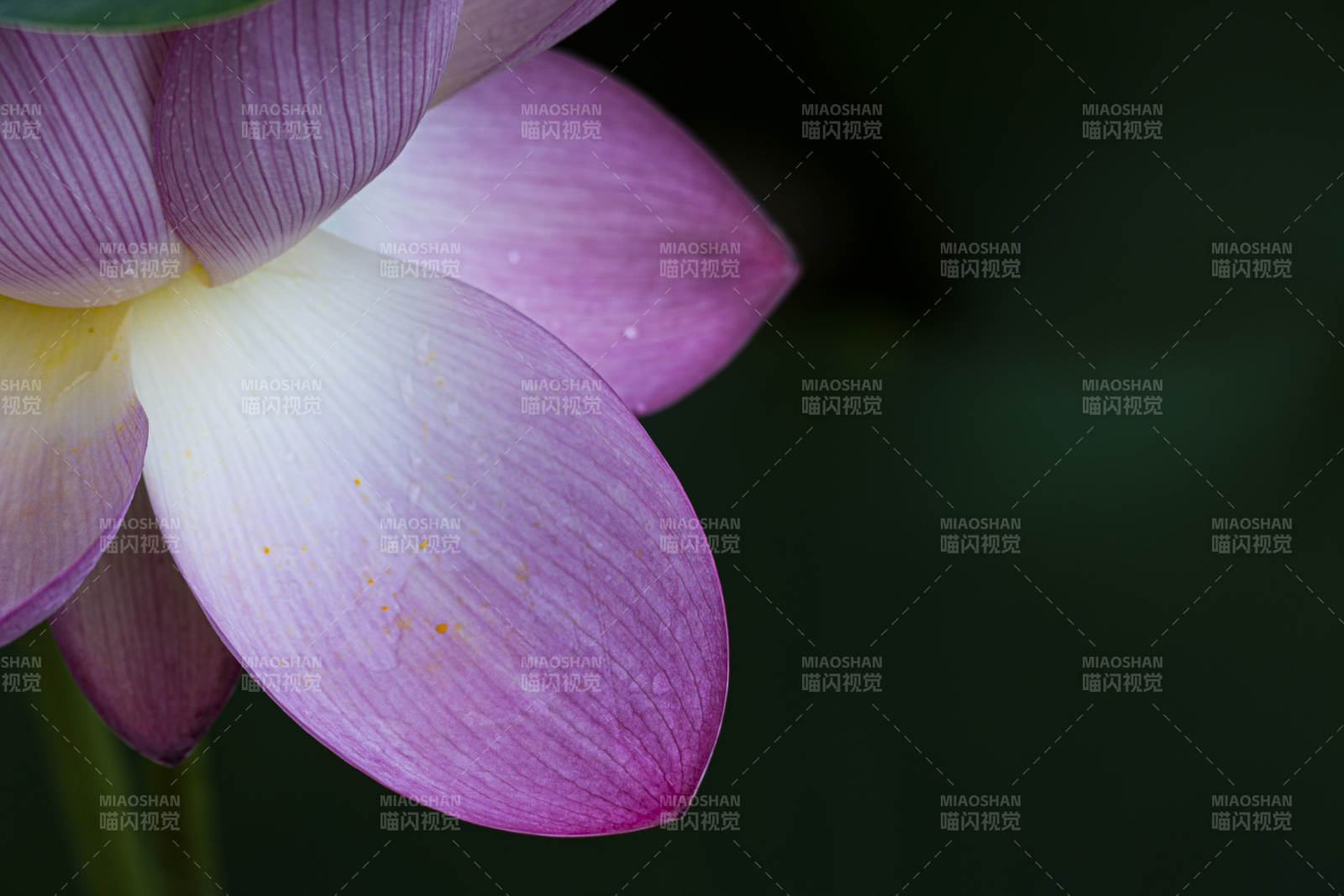 粉色蓮花的優(yōu)雅綻放