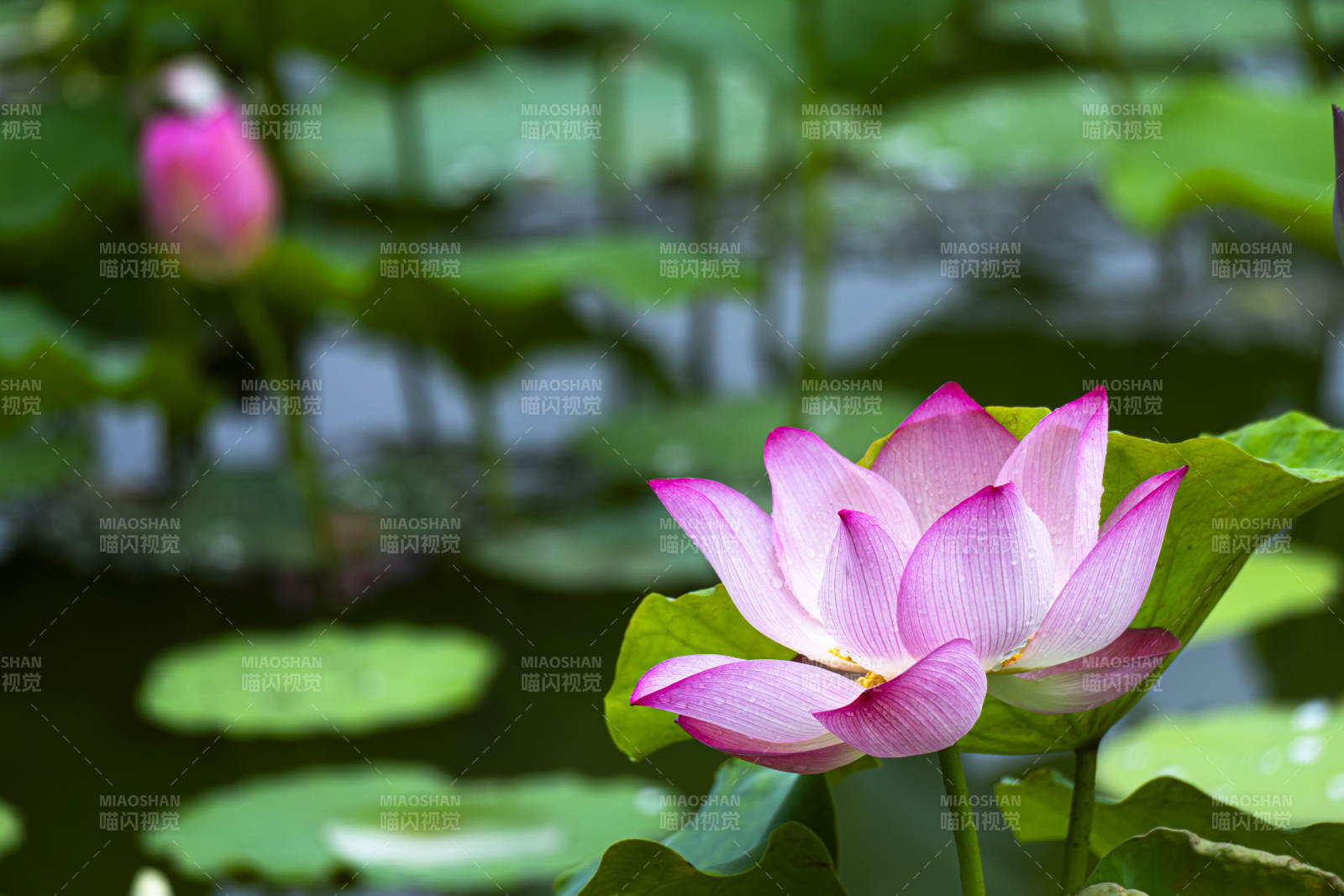 池塘中的蓮花盛開