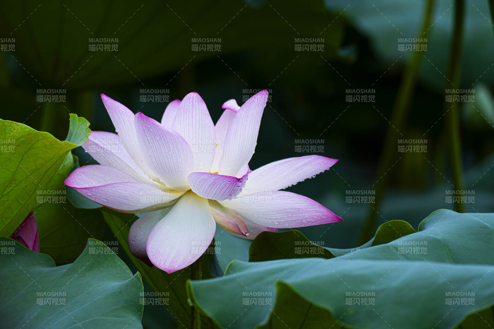 蓮花綻放 清新雅致