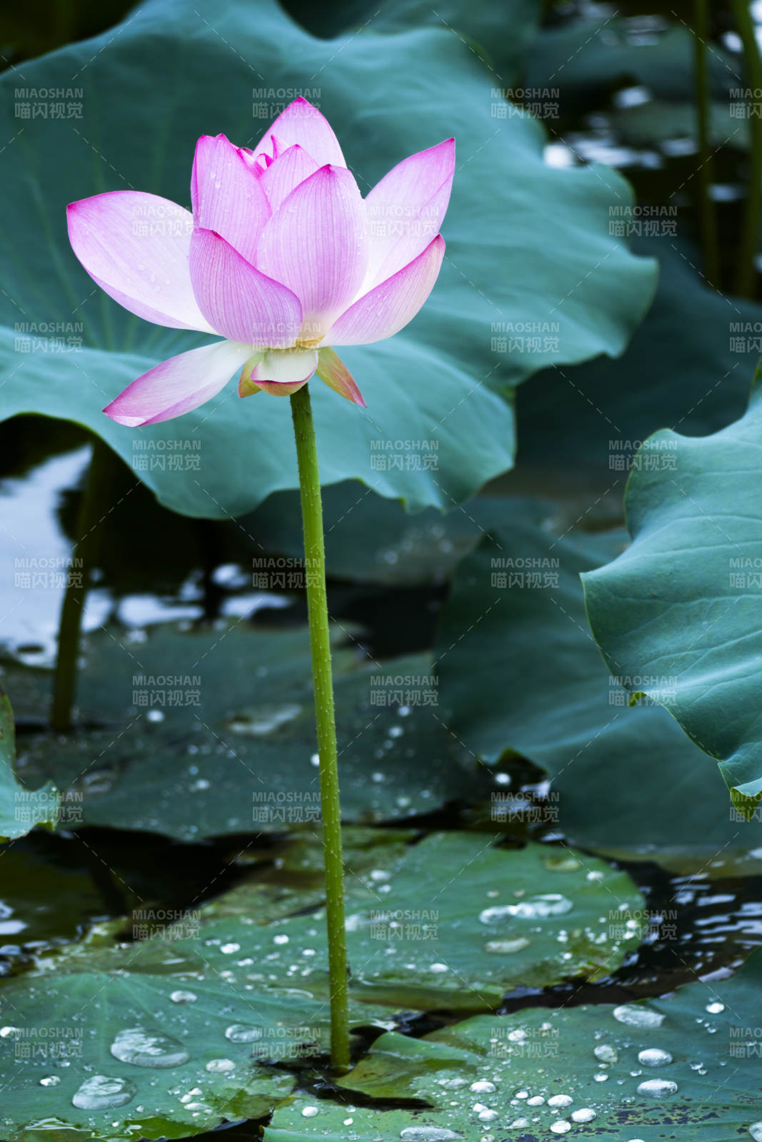 池塘中的粉色蓮花