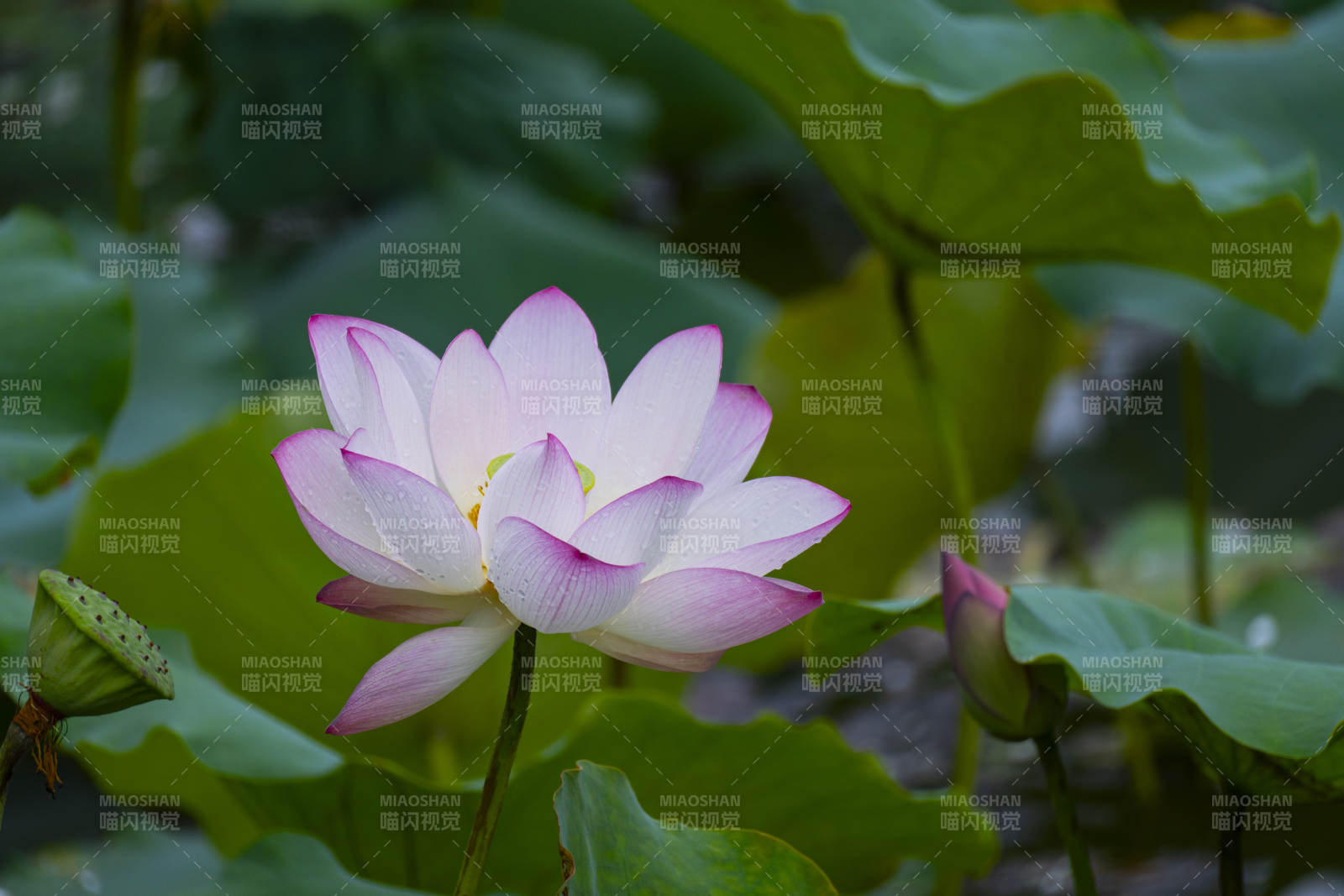 池塘中的蓮花盛開