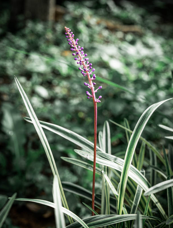 紫色花穗與綠葉相伴