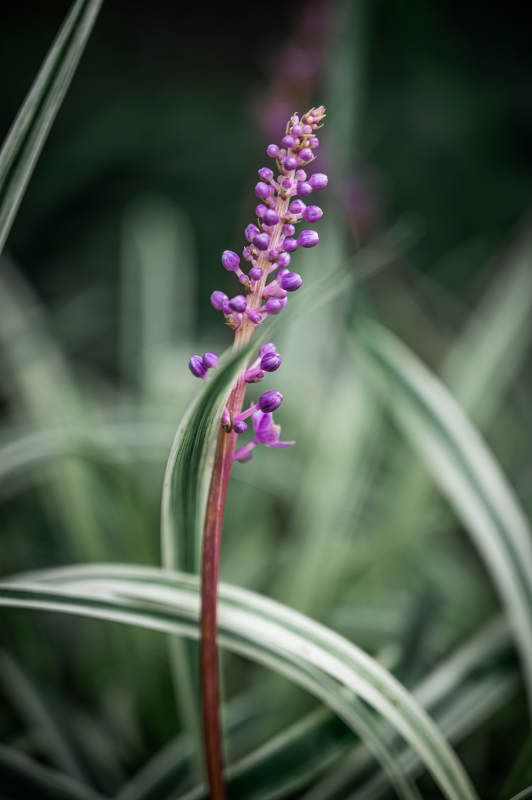 紫色花穗與綠葉相伴