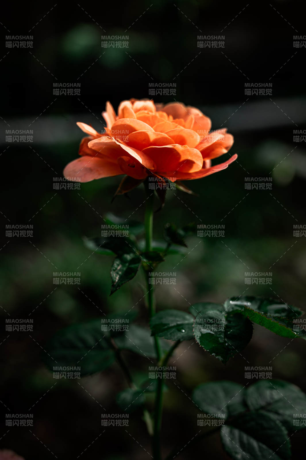 月季花在暗夜中綻放