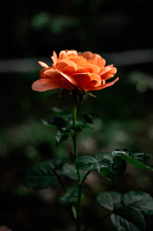 月季花在暗夜中綻放