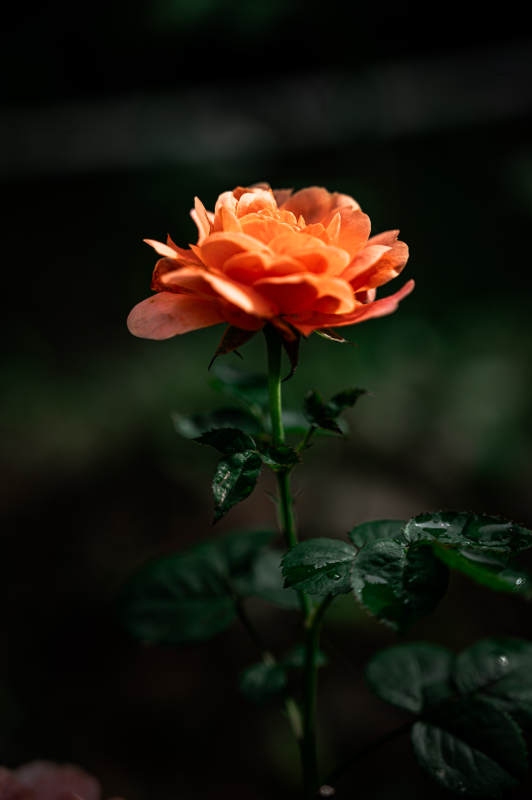 橙色月季花在暗夜中綻放