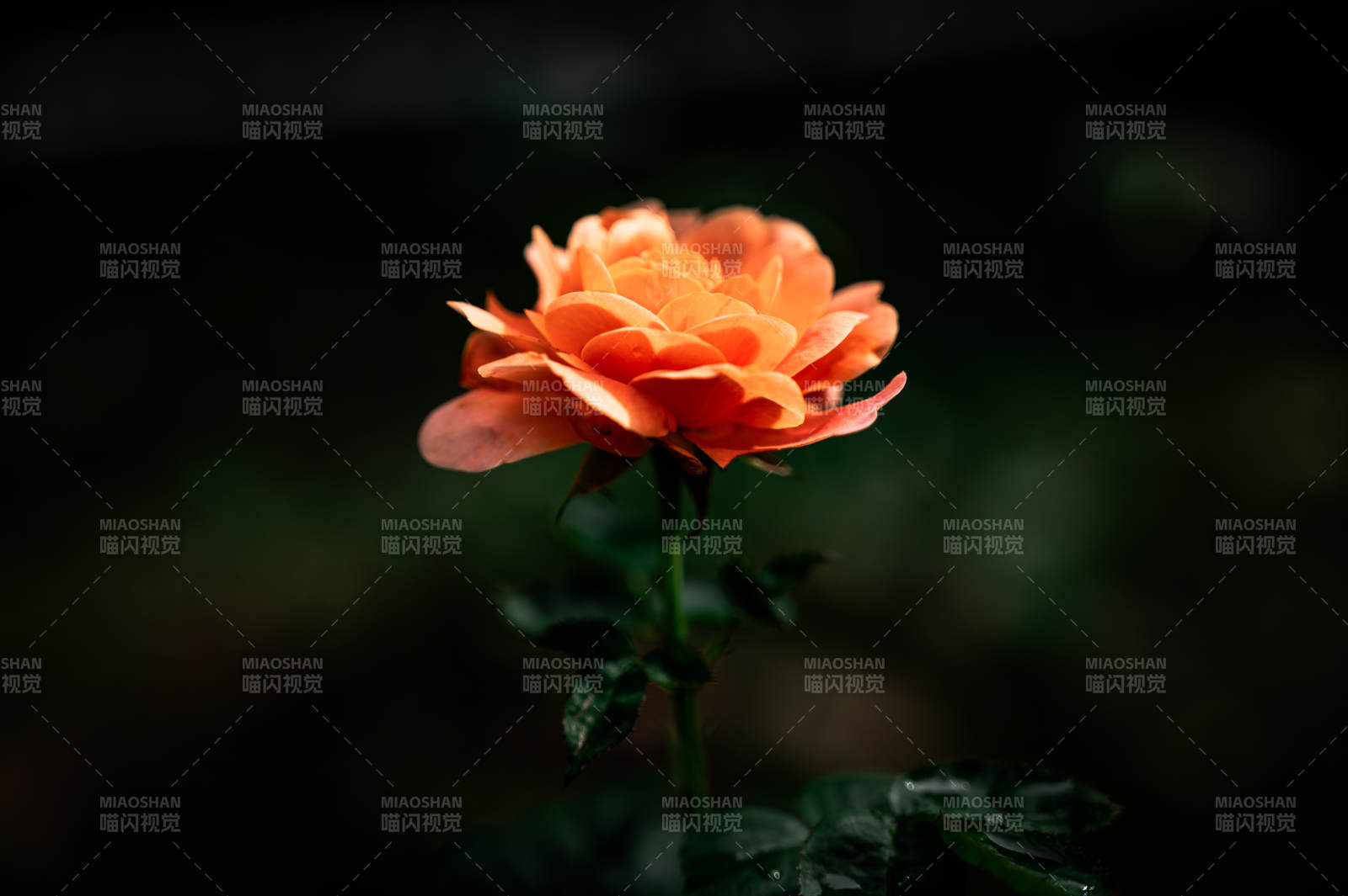 橙色月季花在暗夜中綻放