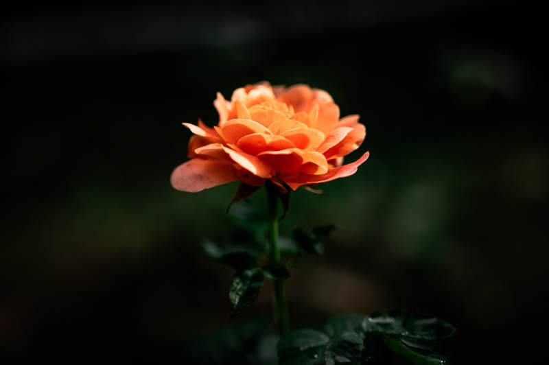 橙色月季花在暗夜中綻放