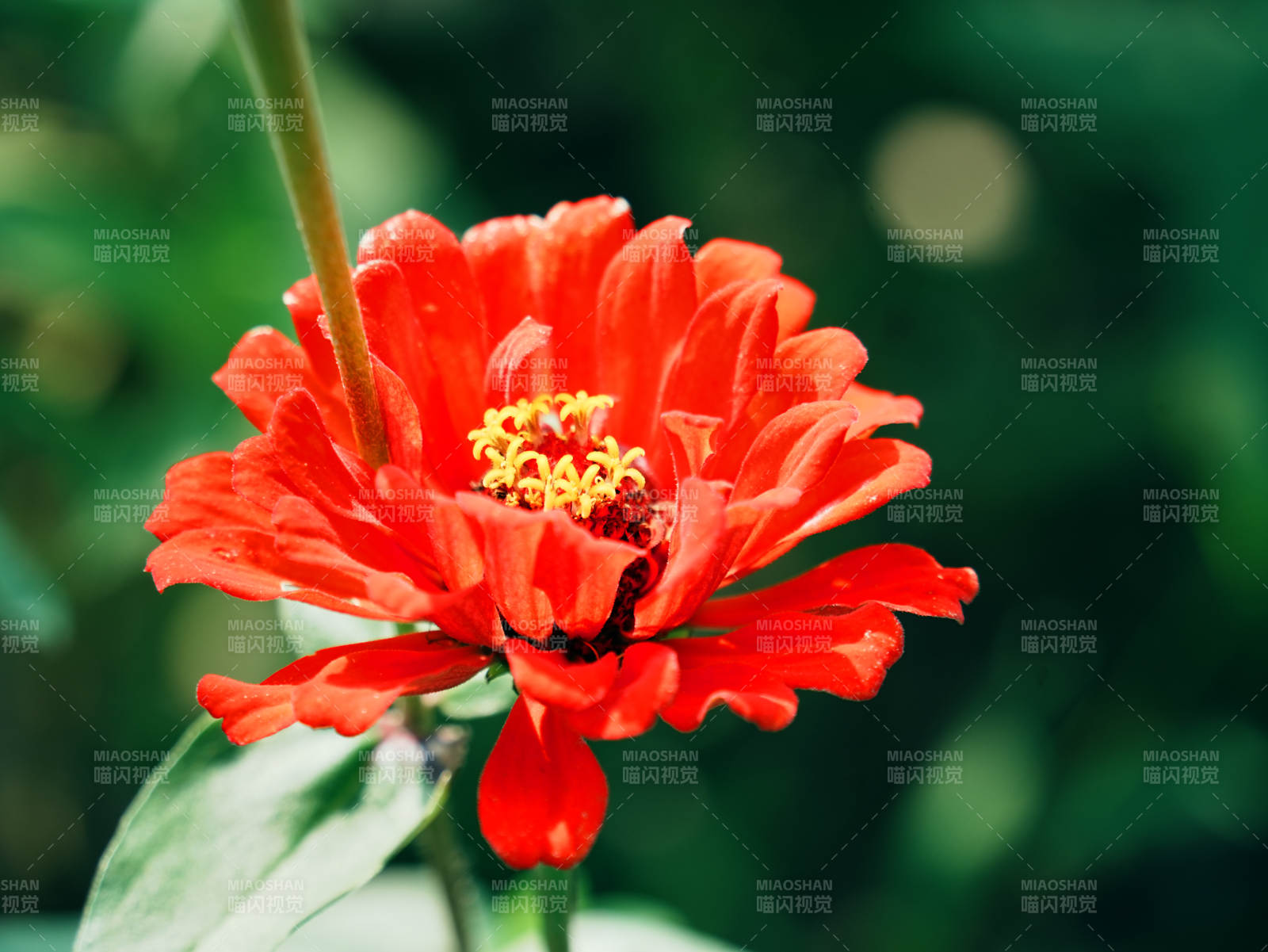 鮮艷的紅色花朵特寫