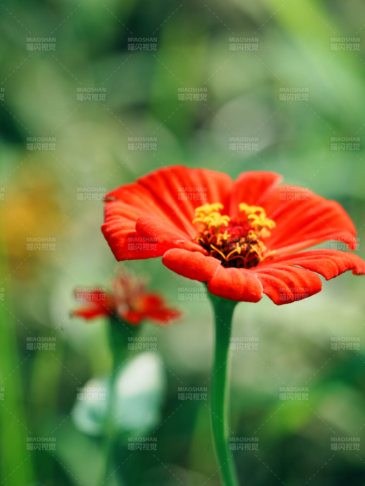 鮮艷的紅色花朵特寫