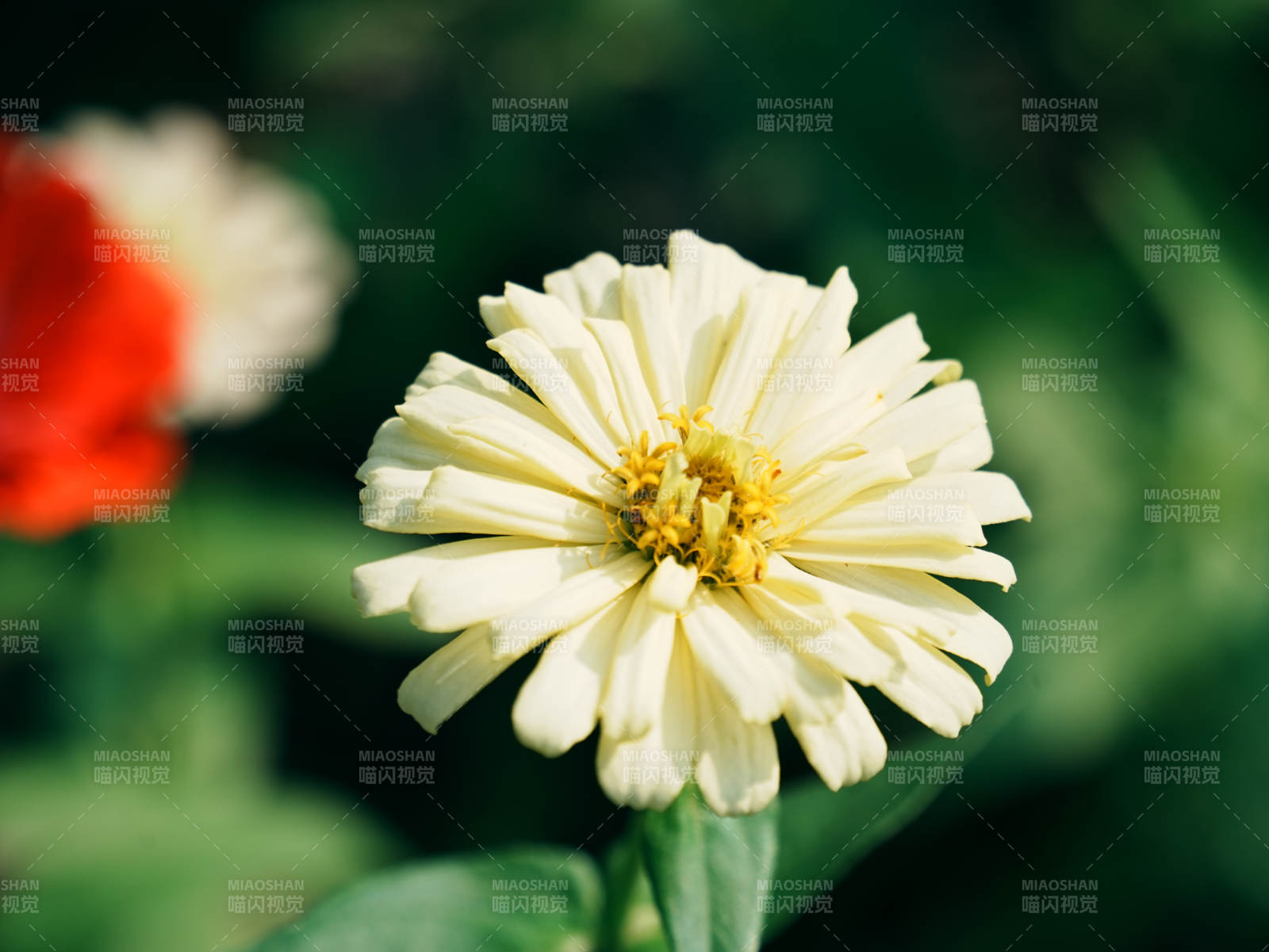淡雅黃花 綠葉相伴