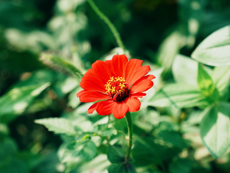 紅花綠葉映自然之美