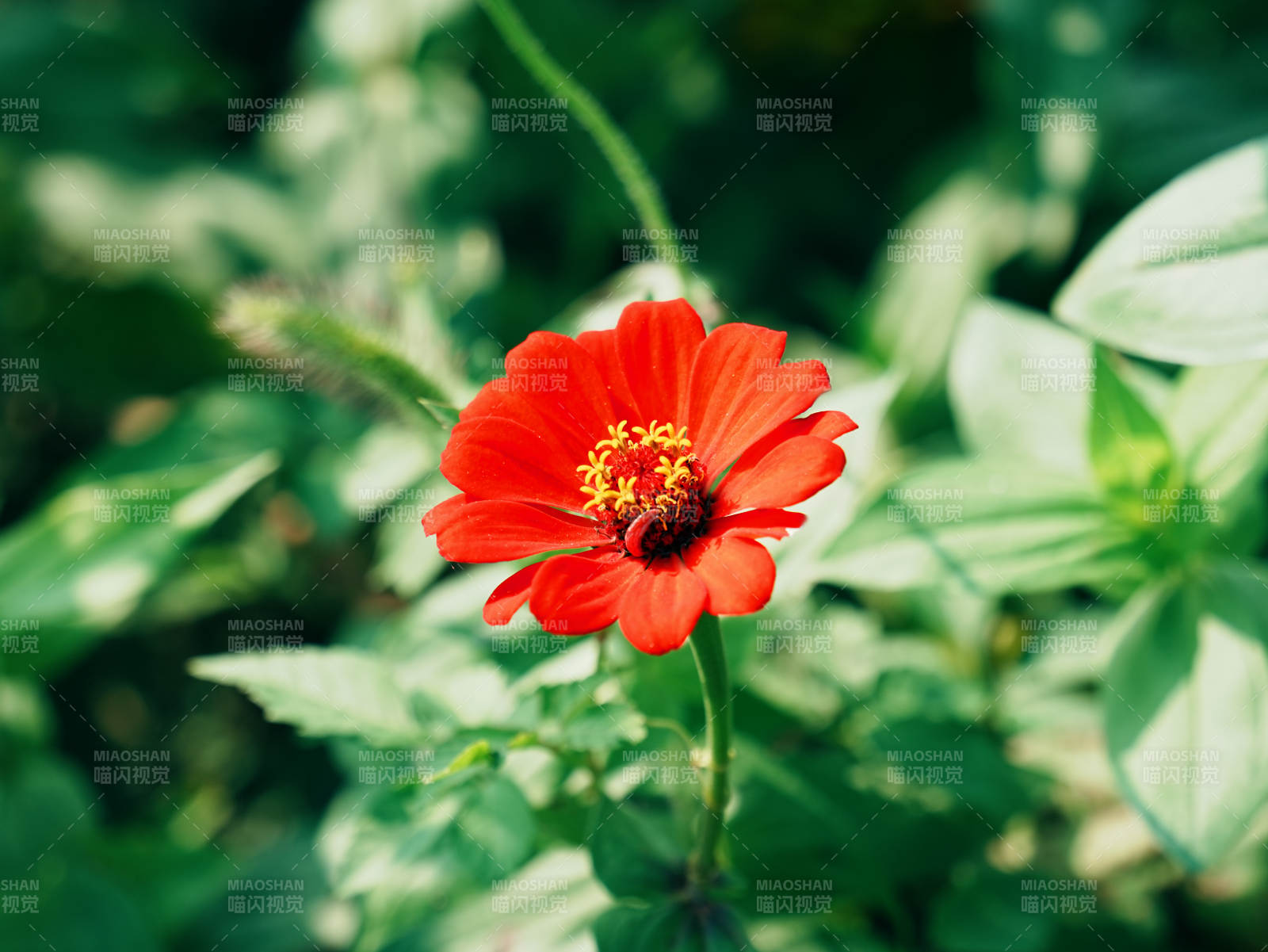 紅花綠葉映自然之美