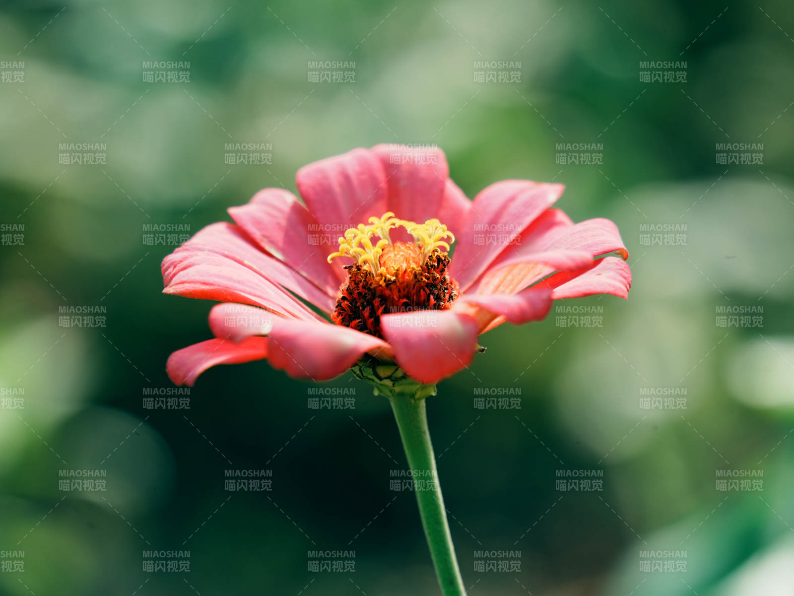 粉紅花朵在綠意中綻放