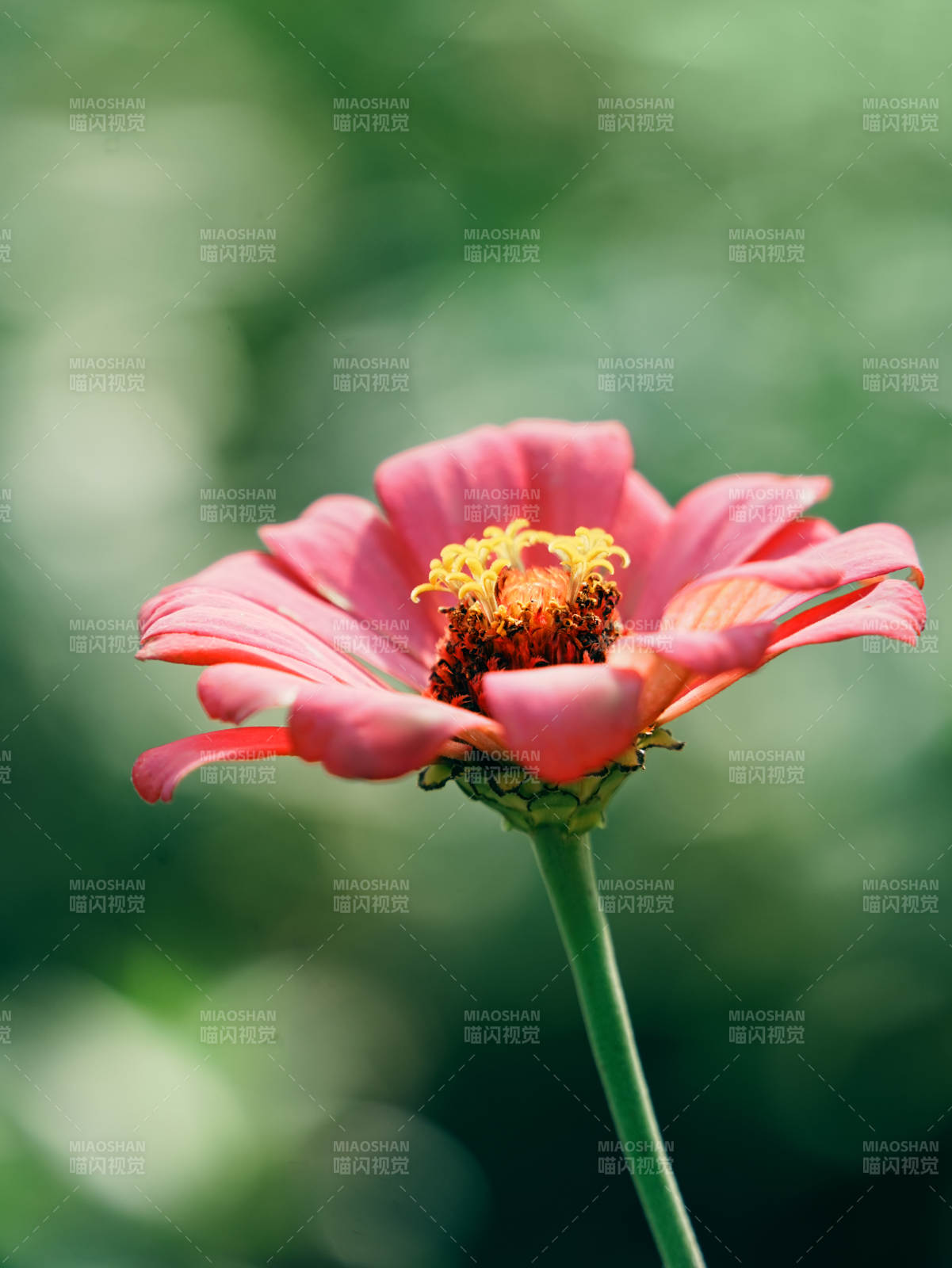 粉紅花朵在綠意中綻放